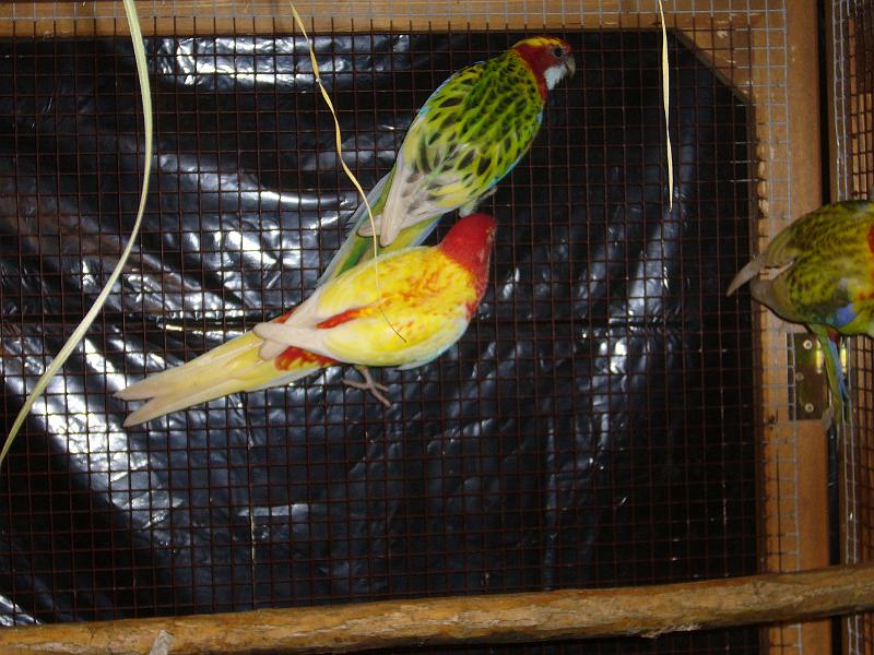 Ortsschau Langenberg 2008 148.jpg - Prachtrosella von Werner Winkenhoff Preis al 95 Z